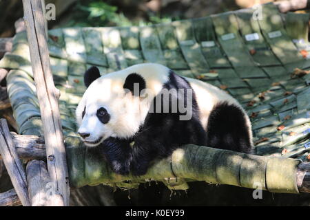 Washington, USA. 22nd Aug, 2017. Giant panda Beibei is seen during its birthday celebration at Smithsonian's National Zoo in Washington, DC, the United States, Aug. 22, 2017. The zoo on Tuesday held a celebration for giant panda Beibei's two-year-old birthday, which attracted lots of visitors. Credit: Yang Chenglin/Xinhua/Alamy Live News Stock Photo