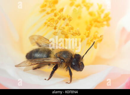 European honeybee (Apis Mellifera) at the centre of a camellia flower in an English garden in mid spring Stock Photo
