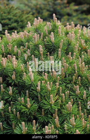 Dwarf  Mountain Pine (Pinus Mugo) var. 'Piggelmee', a globe shaped dwarf pine, in a  UK garden Stock Photo