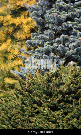 Evergreen ftrees, Abies concolor 'Wintergold' (L), Abies Lasiocarpa Arizonica (R) and Picea Orientalis Barnes (foreground), UK garden Stock Photo