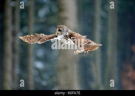 Tawny owl (Strix aluco), adult flying in winter, Zdarske Vrchy, Bohemian-Moravian Highlands, Czech Republic