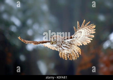 Tawny owl (Strix aluco), adult flying in winter, Zdarske Vrchy, Bohemian-Moravian Highlands, Czech Republic