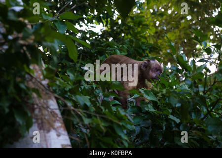 Howler Monkey in bolivian Amazon Stock Photo