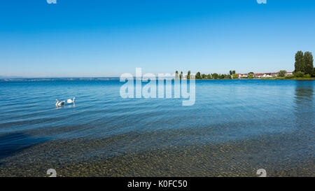 Two swans on Lake Constance near Immenstaad - Immenstaad, Lake Constance, Baden-Wuerttemberg, Germany, Europe Stock Photo