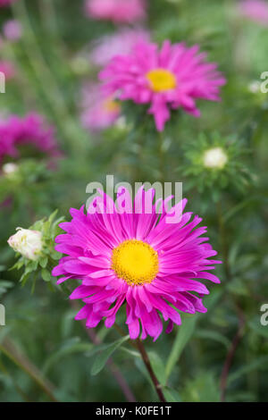 Callistephus chinensis. Aster giant single andrella mixed flowers in an English garden border Stock Photo