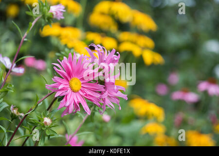 Callistephus chinensis. Aster giant single andrella mixed flowers in an English garden border Stock Photo