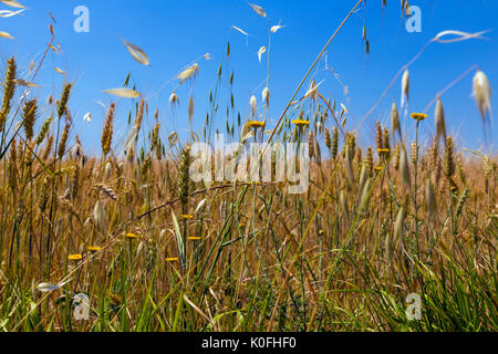 Close up of field of corn Stock Photo