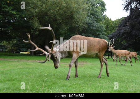 Deer on Wollaton Park Stock Photo