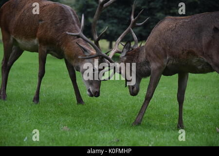 Deer on Wollaton Park Stock Photo