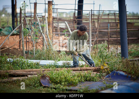 Cuban, Cuba, Cardenas, man working by hand on a farm Stock Photo