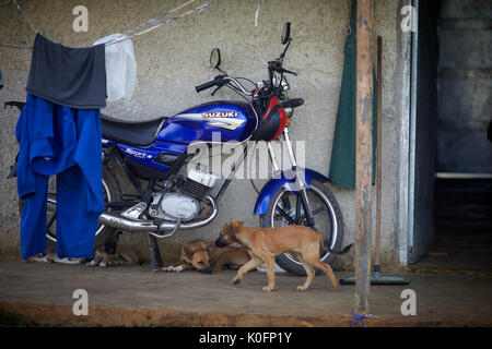 Cuban, Cuba, Cardenas, Suzuki motorbike and dogs on a farm Stock Photo