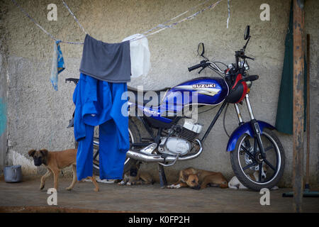 Cuban, Cuba, Cardenas, Suzuki motorbike and dogs on a farm Stock Photo