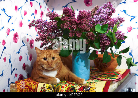 spring, flowers, cat, red, lilac, vase, home, blossoms Stock Photo