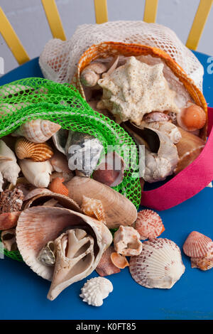 Shells collected from Sanibel Island, Florida Stock Photo