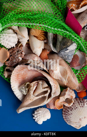 Shells collected from Sanibel Island, Florida Stock Photo