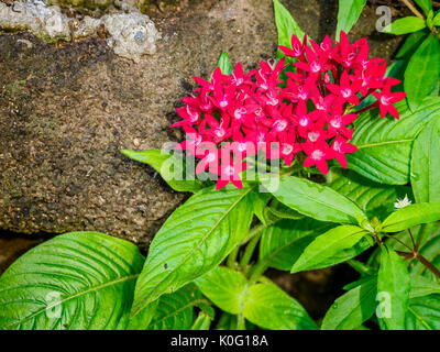 Exotic garden flowers on Maui Hawaii Stock Photo