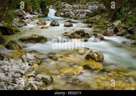 Cold alpine Lepenica river in Spring at Sunikov Vodni Gaj Nature Preserve in Triglav National Park Julian Alps Lepena Valley Slovenia Stock Photo