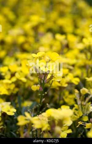 Erysimum 'Moonlight' flowers in Spring. Stock Photo