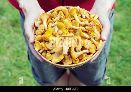 Female hands holding a basket with freshly picked chanterelle mushrooms. Top view real life picture Stock Photo