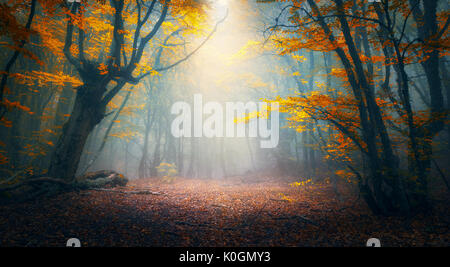 Fairy forest in fog. Fall woods. Enchanted autumn forest in fog in the morning. Old Tree. Landscape with trees, colorful orange and red foliage and bl Stock Photo