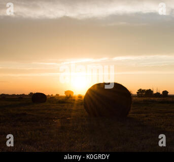 Large round hay bales in a field at sunset. The sun is setting behind the prairie. Stock Photo