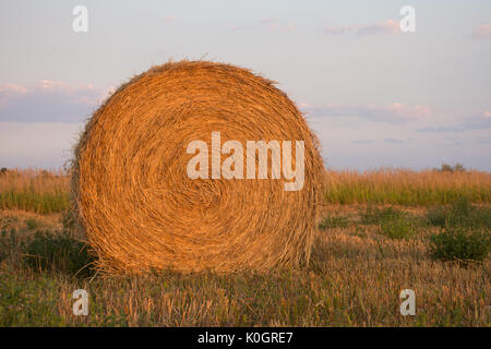 Close up of  large round hay bale at sunset. Cut grass is in the foreground and a light blue cloudy sky is in the background. Stock Photo