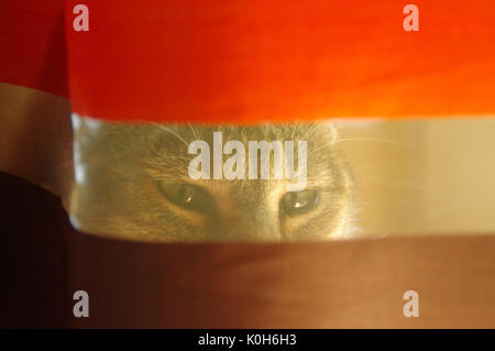 The domestic cat sits and looking behind the curtains Stock Photo