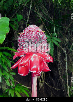 Red torch ginger flower - Costa Rica Stock Photo