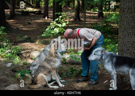 Gray wolves being feed by one of the care takers Stock Photo