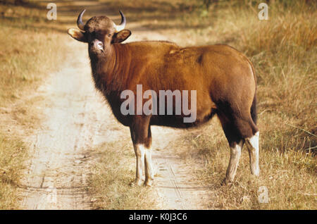 Gaur (Indian wild ox), Kanha National Park, Madhya Pradesh, India Stock Photo