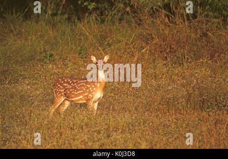 Chital (spotted deer or axis deer), Kanha National Park, Madhya Pradesh, India Stock Photo