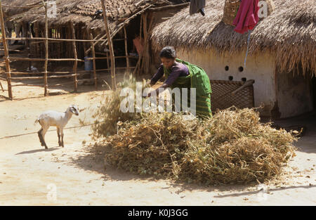 Desia Kondh tribal woman drying harvested lentils outside her village home, Odisha (Orissa), India Stock Photo