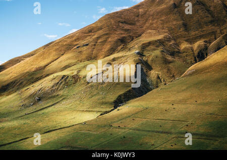 Autumn landscape with cow grazing on big grass hills mountain pastures. The mountain slopes in Ushguli, Upper Svaneti, Georgia Stock Photo