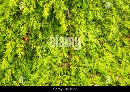 Weeping Blue Atlas cedar (Cedrus atlantica), Oregon Garden, Silverton, Oregon Stock Photo