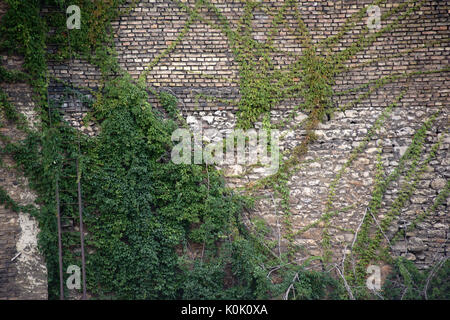 A wall of bricks and field stones with a leaning rusty ladder, surrounded by a climbing plant. Stock Photo