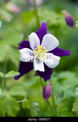 Aquilegia 'Swan Violet and White' flowers in an herbaceous border. Stock Photo