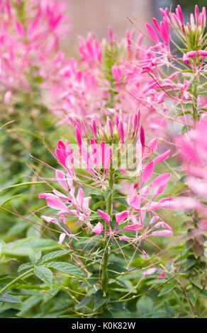 Cleome spinosa 'Pink Queen' flowers in the garden. Stock Photo