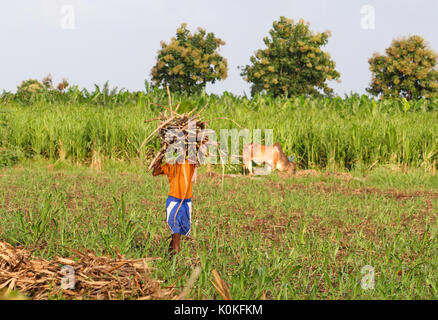 Indian Farmer carrying sugarcane on his head in a sugar cane field near Hampi, Karnataka, India. Stock Photo