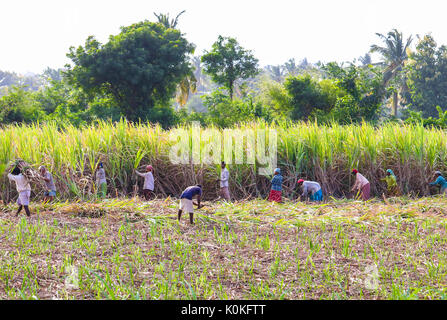 Indian farmers working in sugarcane field early in the morning near Hampi, Karnataka, India on 17 August,2016 Stock Photo