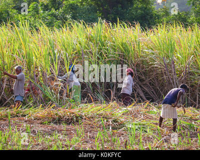 Indian farmers working in sugarcane field early in the morning near Hampi, Karnataka, India on 17 August,2016 Stock Photo