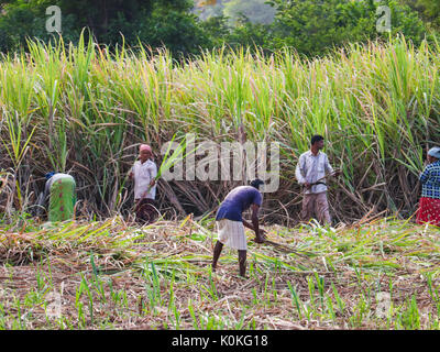 Indian farmers working in sugarcane field early in the morning near Hampi, Karnataka, India on 17 August,2016 Stock Photo