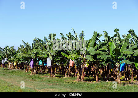 Banana Plantation near Innisfail, Far North Queensland, FNQ, QLD, Australia Stock Photo