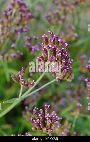 Common vervain (Verbena officinalis) Stock Photo