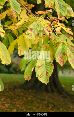 Common horse chestnut (Aesculus hippocastanum) and horse-chestnut leaf miner (Cameraria ohridella) Stock Photo