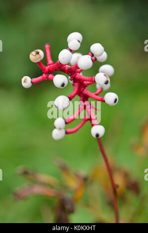 White baneberry (Actaea pachypoda) Stock Photo