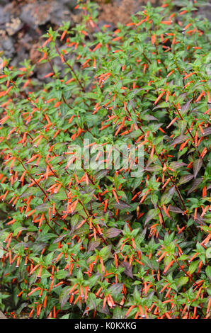 Cigar plant (Cuphea ignea) Stock Photo