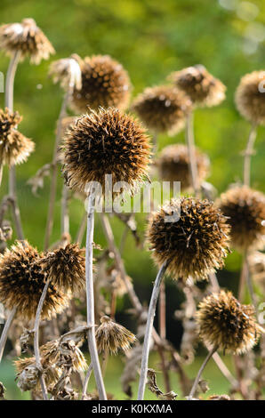 Great globe thistle (Echinops sphaerocephalus) Stock Photo