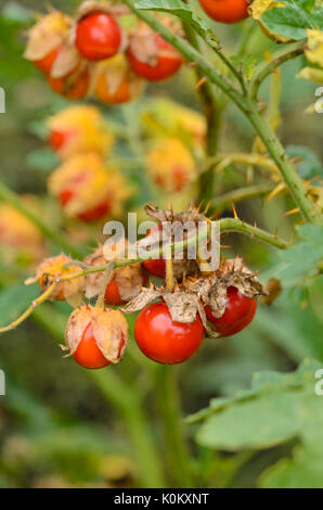 Sticky nightshade (Solanum sisymbriifolium) Stock Photo