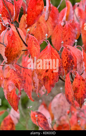 Eastern flowering dogwood (Cornus florida) Stock Photo