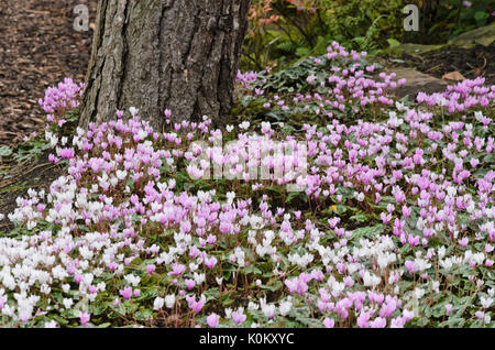 Ivy-leaved cyclamen (Cyclamen hederifolium syn. Cyclamen neapolitanum) Stock Photo